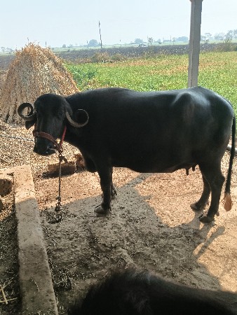 थंबनेल 2