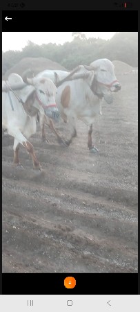 ગોઢલા વેસવાના છે