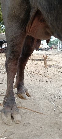 थंबनेल 2