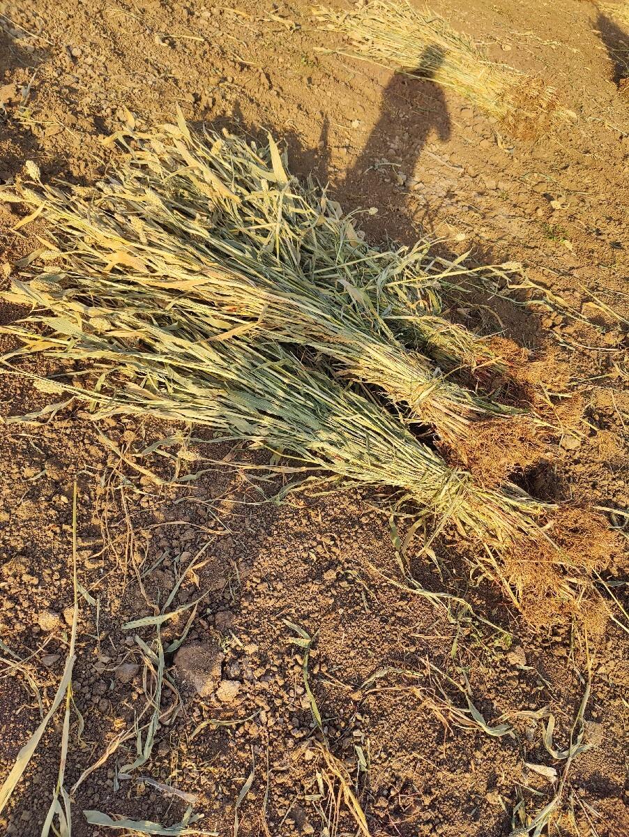 थंबनेल 2