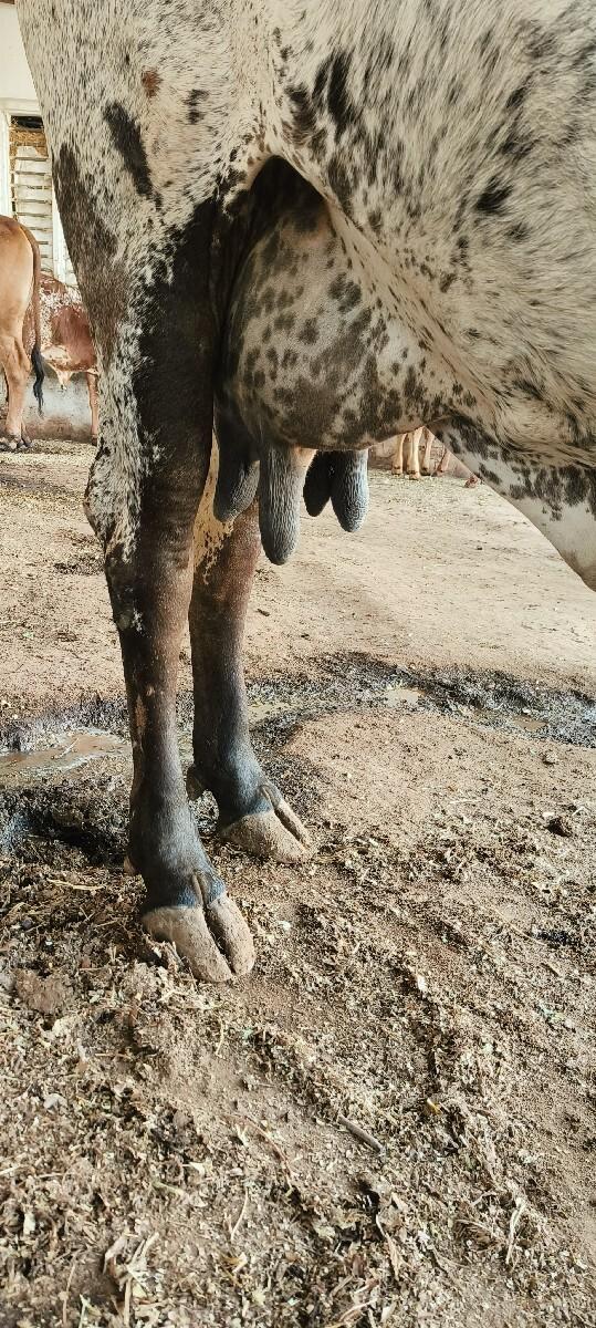 थंबनेल 3