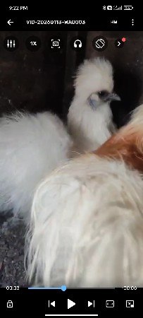 અમેરીકન સિલ્કી મુરઘા 👌🐔🐓