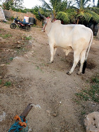 थंबनेल 2