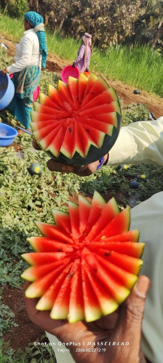 સિમ્બા નિ કસરી દેવાની સે