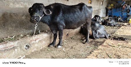 थंबनेल 3