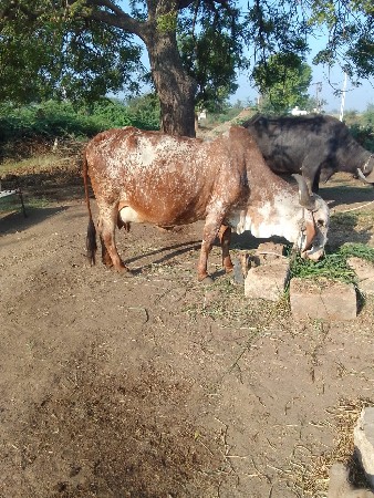 थंबनेल 3