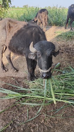 ખડેલી ના સાટા કરવાના છે.