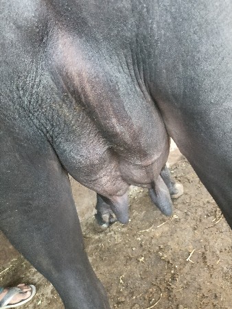 ભેંસ વેચવાની છે