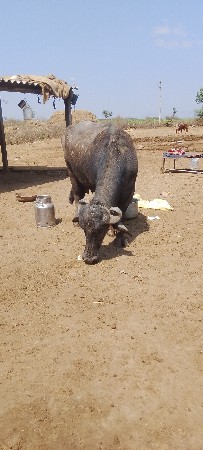 ભેંસ વેચવાની છે બીજું વેધર