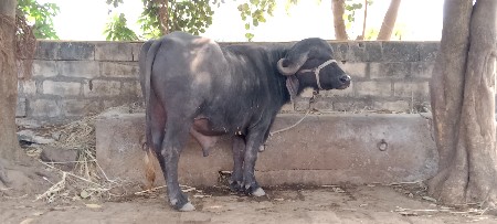 પાડો વેચવાનો છે