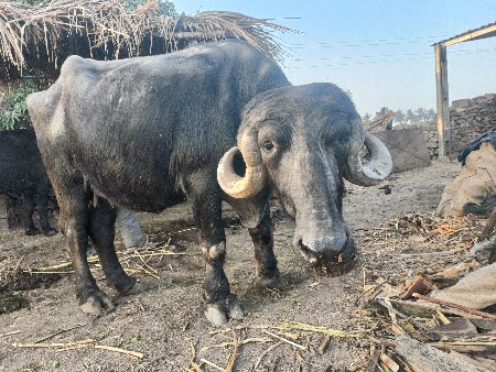 ભેંસ વેચવાની છે