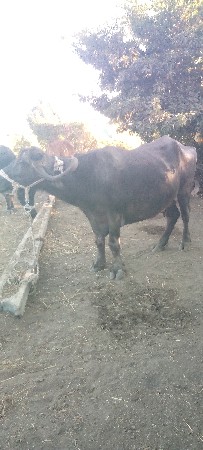 ભેંશ વેશવાની છે