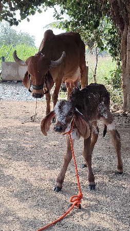 थंबनेल 2