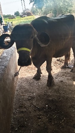 थंबनेल 3