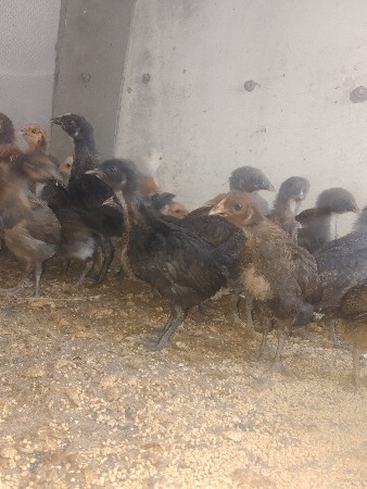 દેશી સોનાલી બચ્ચા