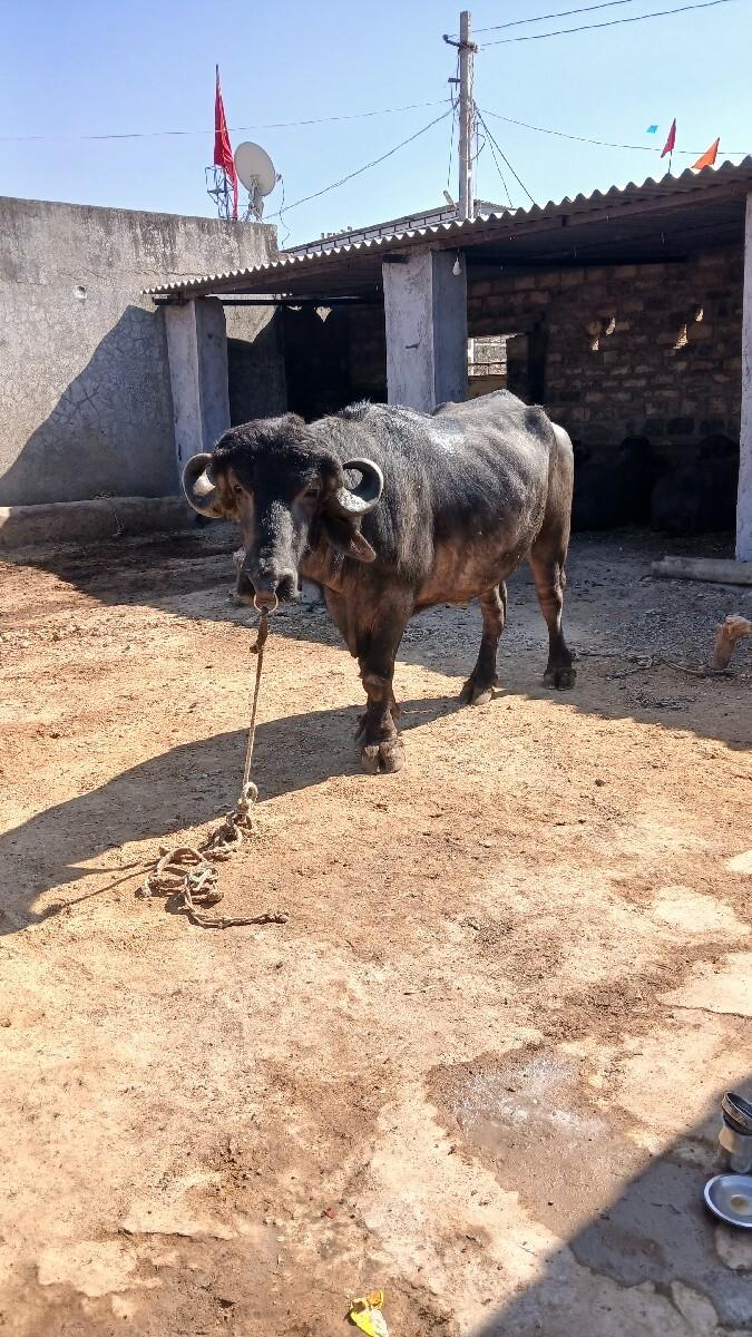 थंबनेल 3