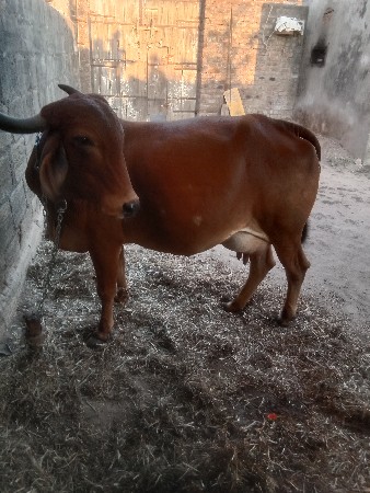 थंबनेल 3