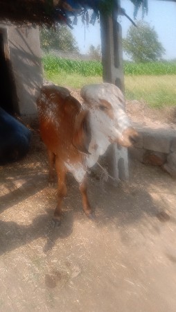 थंबनेल 2