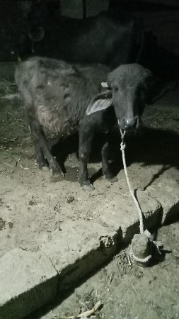 थंबनेल 2