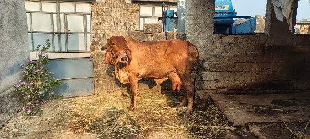 ગાય વેચવાની છે