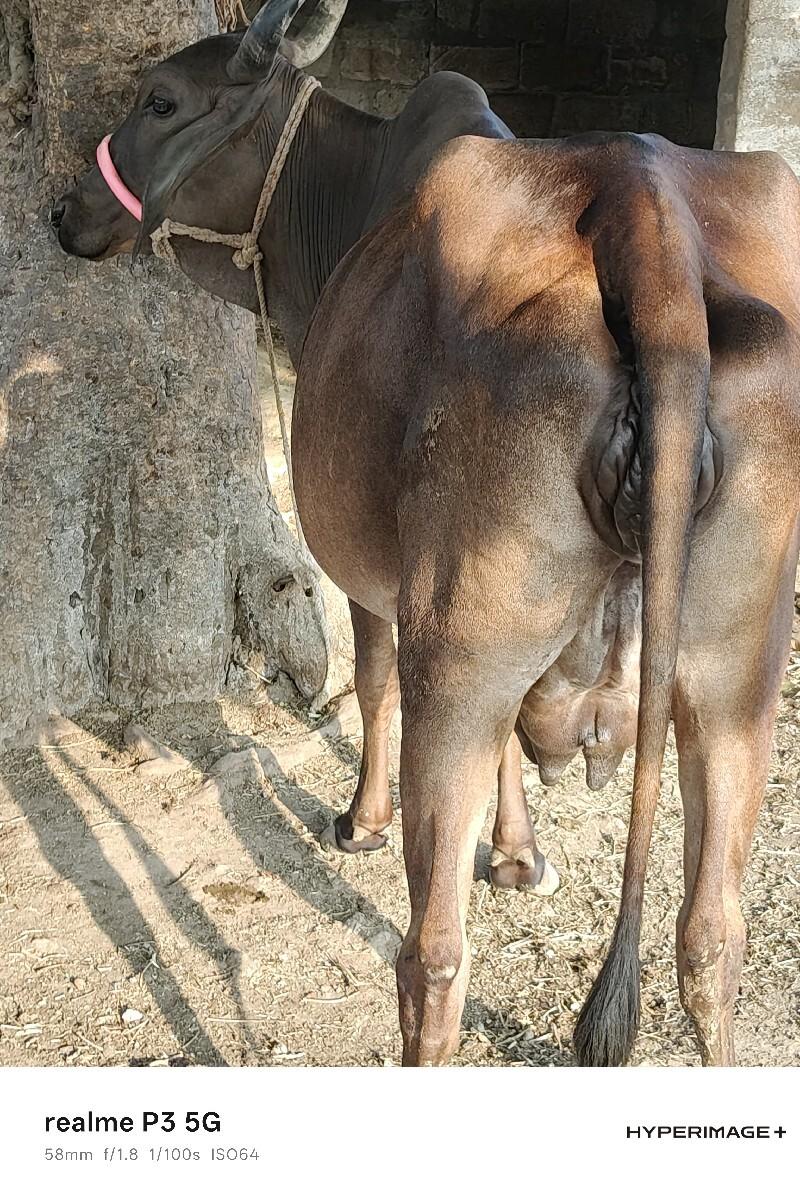 ગાય વેચવા ની છે