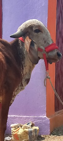 ગીર વાછડી વેચવાની છે