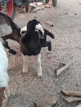 थंबनेल 2