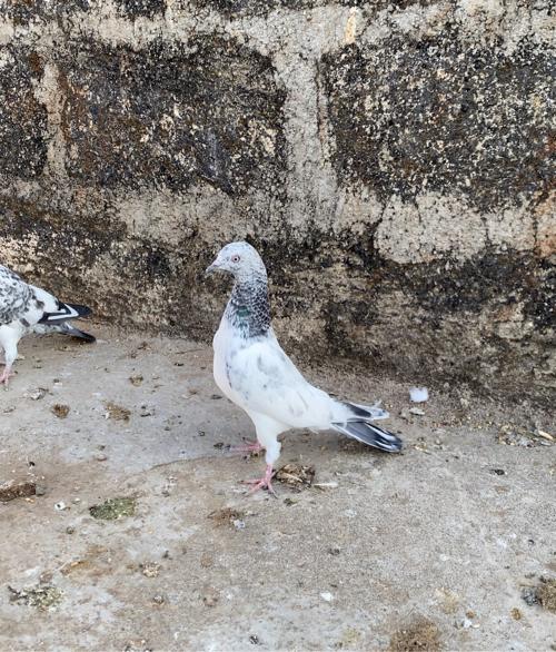 થંબનેલ 3