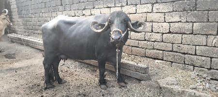 थंबनेल 3