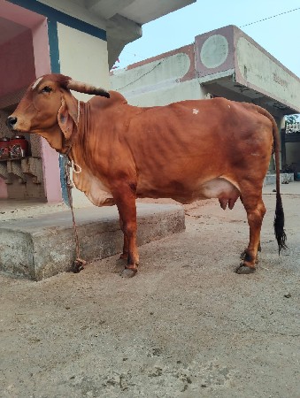ગાય વેચવાની છે