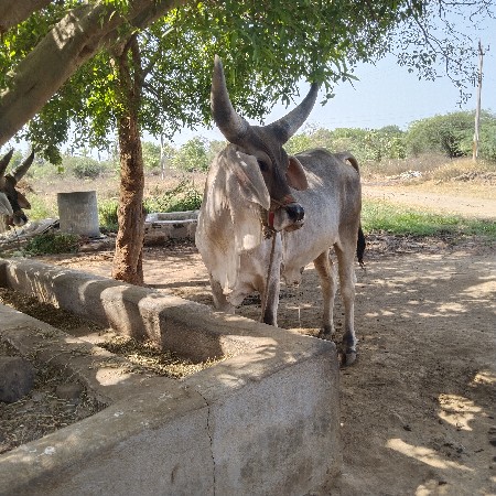 ગોઢલા વેચવાના છે