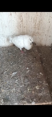 ફાવટર કબુતર મેલ વેચવાની છે