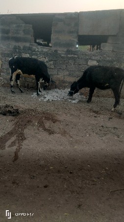 थंबनेल 3