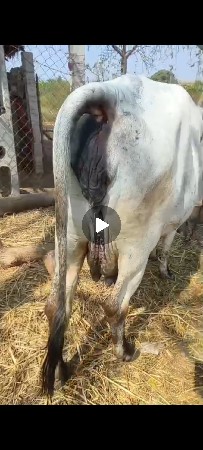 લીલડી ગીર ગાય છે