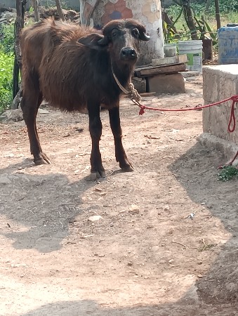 જાફરી પાડી વેચવાની છે