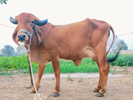 હોડકી વેચવાની