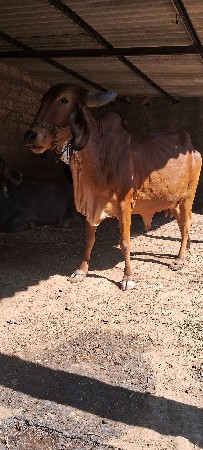 थंबनेल 3