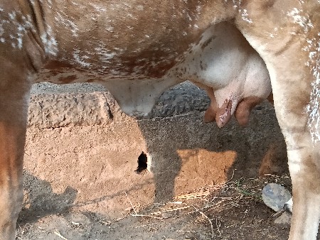 થંબનેલ 2