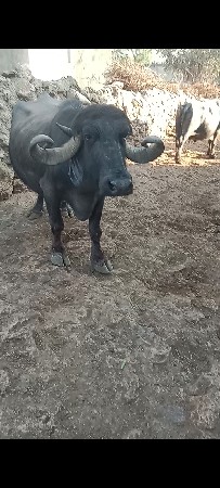 ભેંસ વેચવાની છે