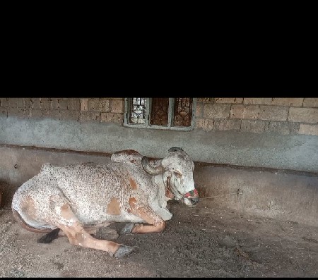 બળદ વેસવાનોછે