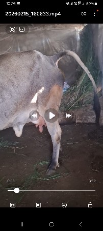 ગાય વેસવેવાનિછે 2વેતર 2યાયગલ છે