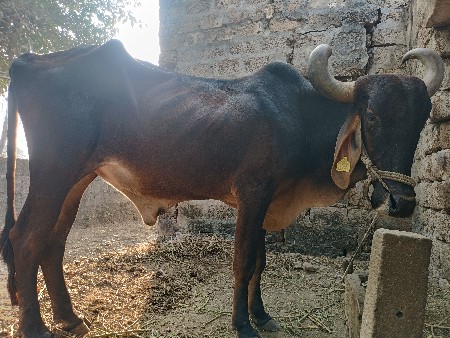 બળદ વેચવાનો છે