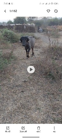 પાડો વેચવાનો છે