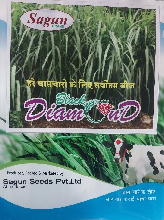 વાઠ વાળુ બારમાસી ધાસ નુ બીયારણ