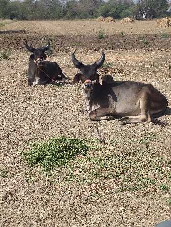 થંબનેલ 2