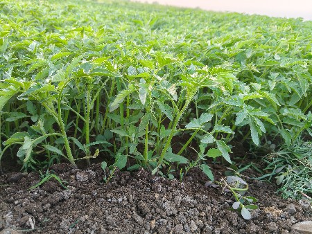 થંબનેલ 3