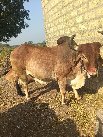 બળદ વેચવાનો છે