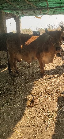 थंबनेल 3