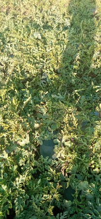 તરબૂચ વેચવાના છે