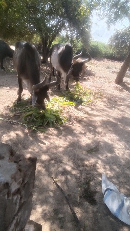 બળદ વેચવાના છે.